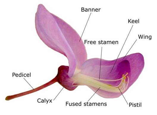 PEA PLANT FACT SHEET visual data 7